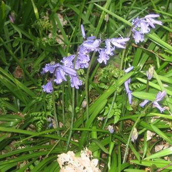 Hyacinthoides hispanica