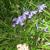 Hyacinthoides hispanica