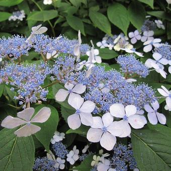 Hydrangea serrata Teller