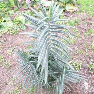 Euphorbia lathyris - Kreuzblättrige Wolfsmilch - Euphorbia lathyris