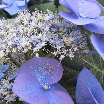 Hydrangea serrata Teller