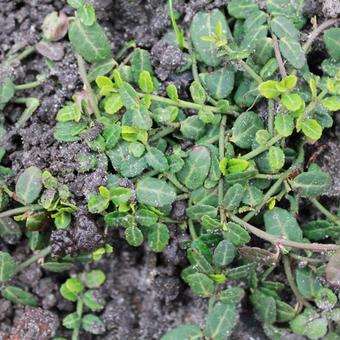 Mitchella repens