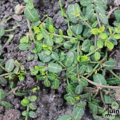 Mitchella repens