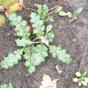 Silybum marianum