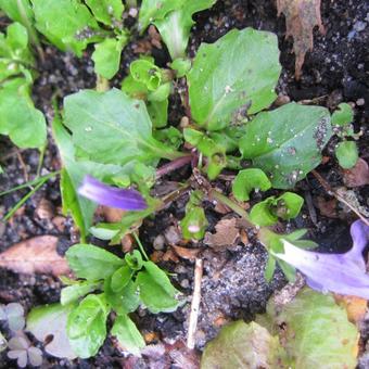 Mazus reptans