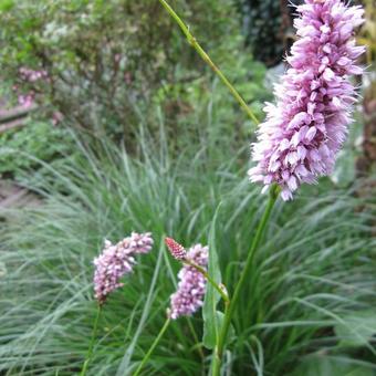 Persicaria bistorta