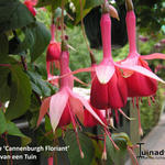 Fuchsia 'Cannenburgh Floriant' - 