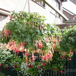 Fuchsia 'Belle de Spa' - 