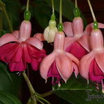 Fuchsia 'Garden News' - 