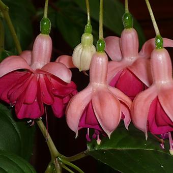 Fuchsia 'Garden News'