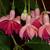 Fuchsia 'Garden News'