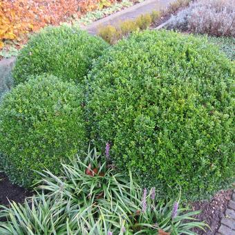 Buxus