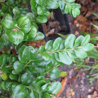 Buxus harlandii