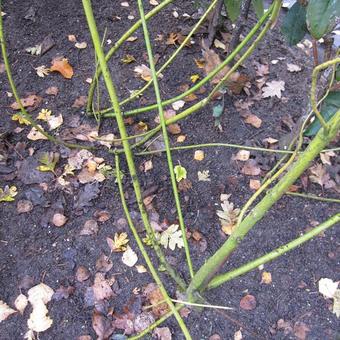 Cornus sericea 'Flaviramea'