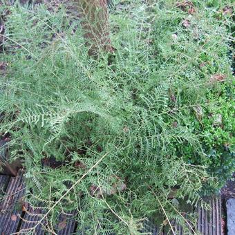 Dryopteris filix-mas 'Linearis Polydactyla