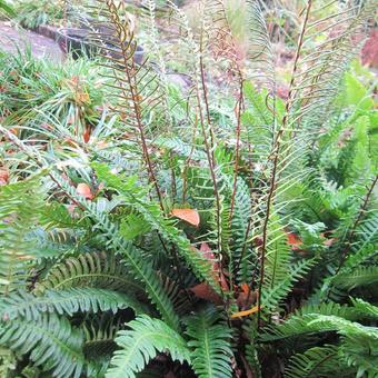 Blechnum spicant