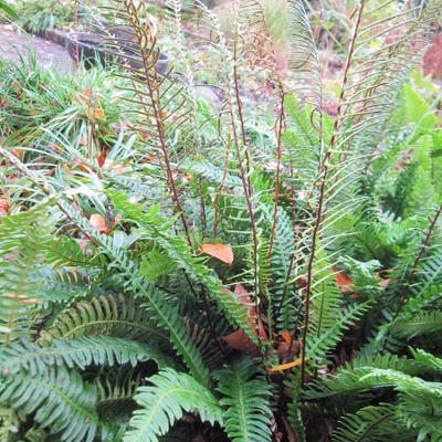 Blechnum spicant - Rippenfarn - Blechnum spicant