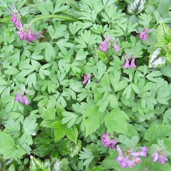 Corydalis solida