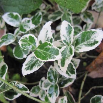 Euonymus fortunei 'Emerald Gaiety'