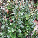 Hedera helix 'Erecta' - Hedera helix 'Erecta'