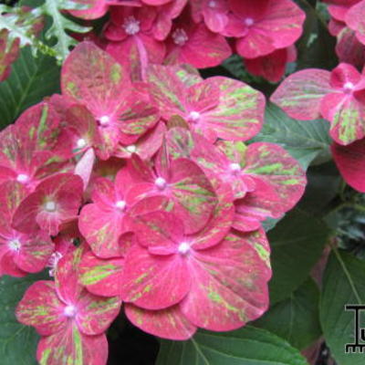 Hydrangea macrophylla - 