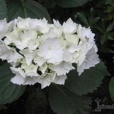 Hydrangea macrophylla - 