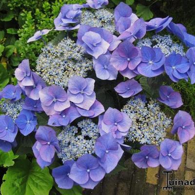 Hydrangea macrophylla 'Blaumeise' - Hydrangea macrophylla 'Blaumeise'