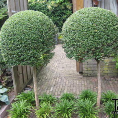 Ligustrum delavayanum  - 