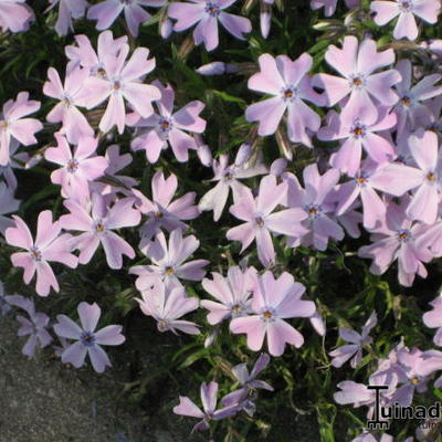 Phlox subulata 'Emerald Cushion Blue' - Phlox subulata 'Emerald Cushion Blue'