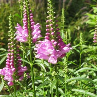 Physostegia virginiana