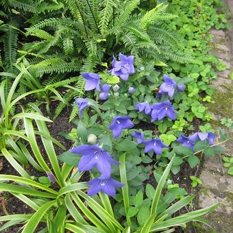 Platycodon grandiflorus