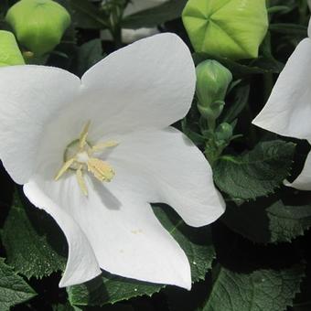 Platycodon grandiflorus 'Astra White'