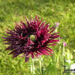 Papaver somniferum 'Black Swan' - 