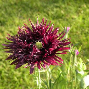 Papaver somniferum 'Black Swan'