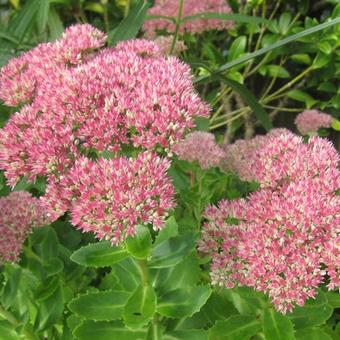 Sedum  'Herbstfreude'