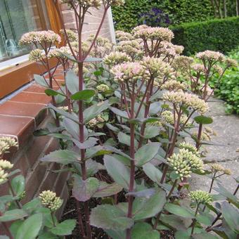 Sedum 'Matrona'