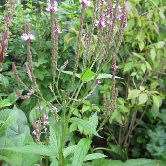 Verbena hastata 'Rosea'