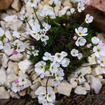 Androsace villosa var. arachnoidea - 