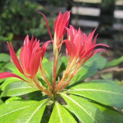 Pieris 'Forest Flame' - 