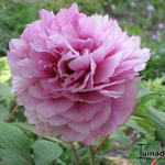 Paeonia suffruticosa 'Zhao Fen' - 