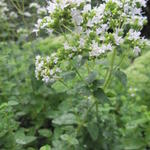 Origanum vulgare subsp. hirtum - Borstiger Gewöhnlicher Dorst