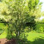 Styrax obassia - 