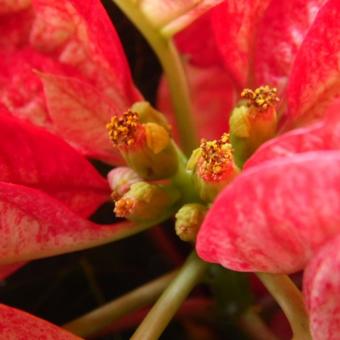 Euphorbia pulcherrima