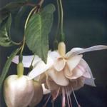 Fuchsia 'Martinus' - 