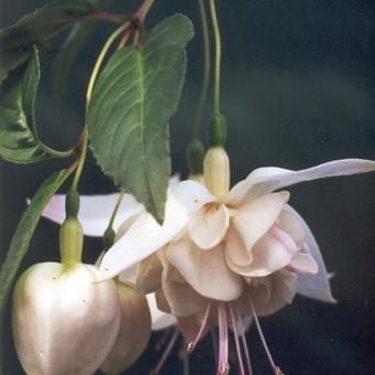 Fuchsia 'Martinus'