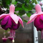 Fuchsia 'Constance' - 