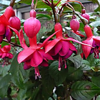 Fuchsia 'Granada'