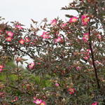 Rosa dumalis - Rosa glauca