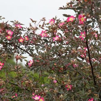 Rosa glauca