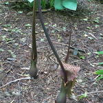 Amorphophallus kiusianus - 